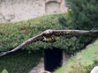 Steinadler 087